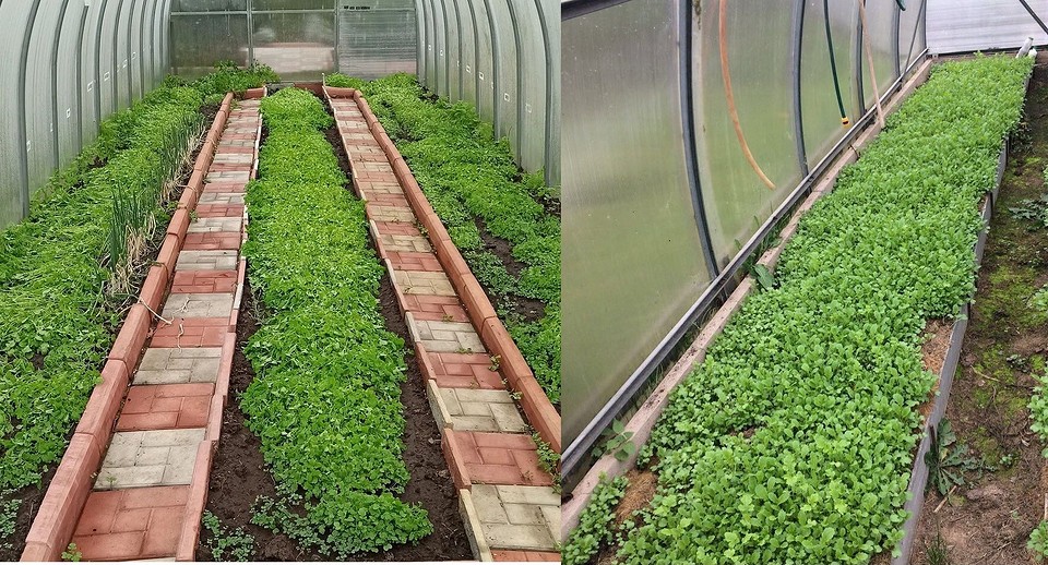 Важливі нюанси посіву гірчиці на сидерати восени: підготовка ґрунту та оптимальні терміни.