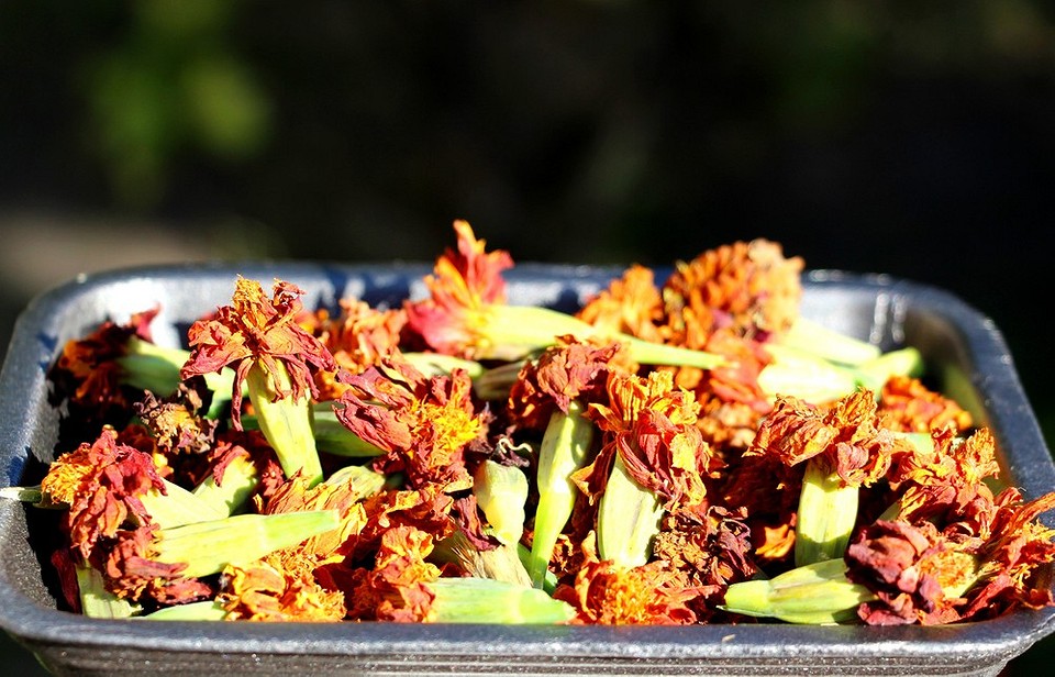 Збираємо насіння чорнобривців правильно: секрети вдалого посівного матеріалу для 2026