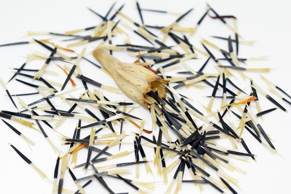 Етапи збору насіння чорнобривців: від вибору квітки до сушки для посіву у 2026