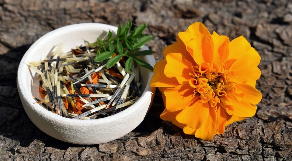 Чорнобривці 2026: збираємо насіння самі для яскравої клумби! — Як збирати насіння чорнобривців