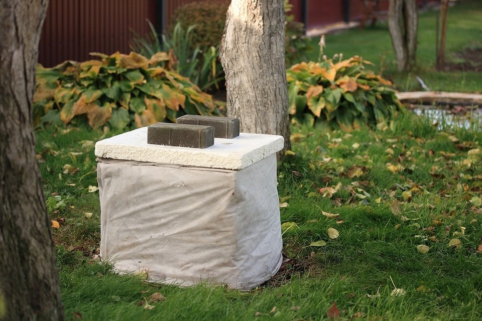 Укриття гортензії на зиму 2026: використання агроволокна для захисту.