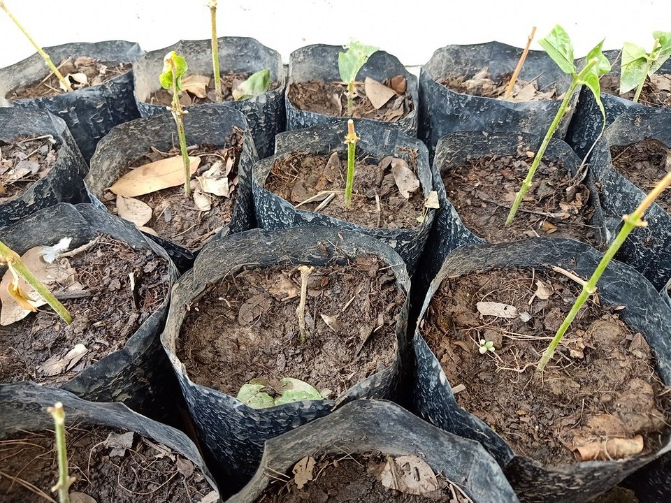 Підготовка гортензії до зими: загальний вигляд вкритого куща гортензії.