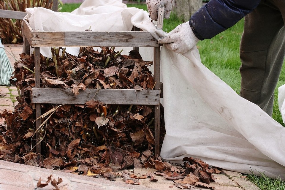 Осіння обрізка гортензії: правильна техніка для пишного цвітіння.