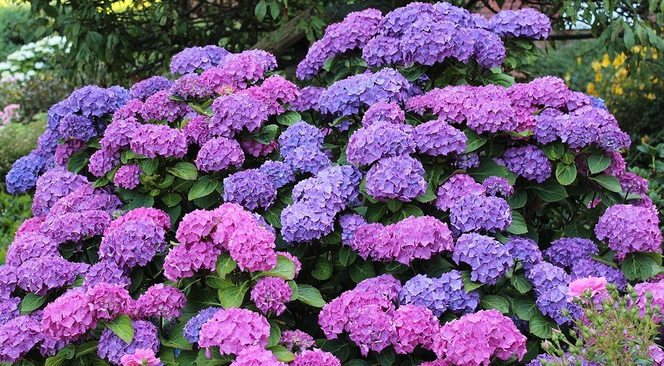 Підготовка гортензії до зими: захист кореневої системи від морозу.