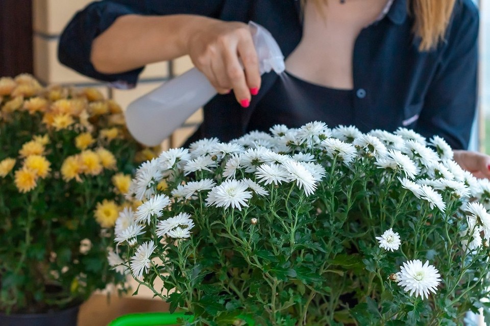 Морозостійкі сорти хризантем: вибір для вирощування в українському кліматі.