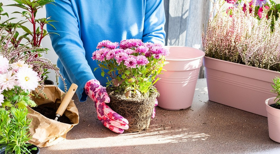 Підготовка хризантем до зими: обрізка куща для кращої зимівлі та цвітіння.