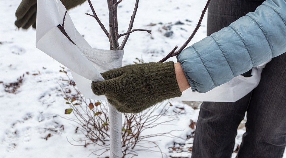 Укриття яблуні на зиму: захист від гризунів та морозів для саду 2026