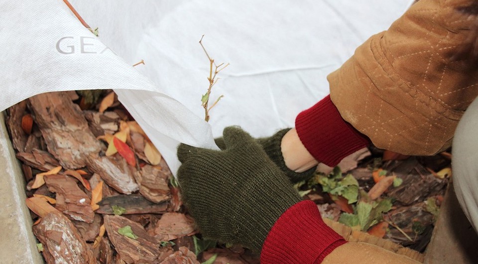 Укриття винограду на зиму: захист лози від морозу для щедрого врожаю