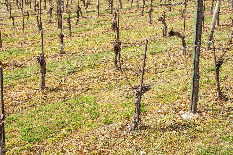 Підготовка винограду до зими: обрізка та укриття лози для захисту від морозів