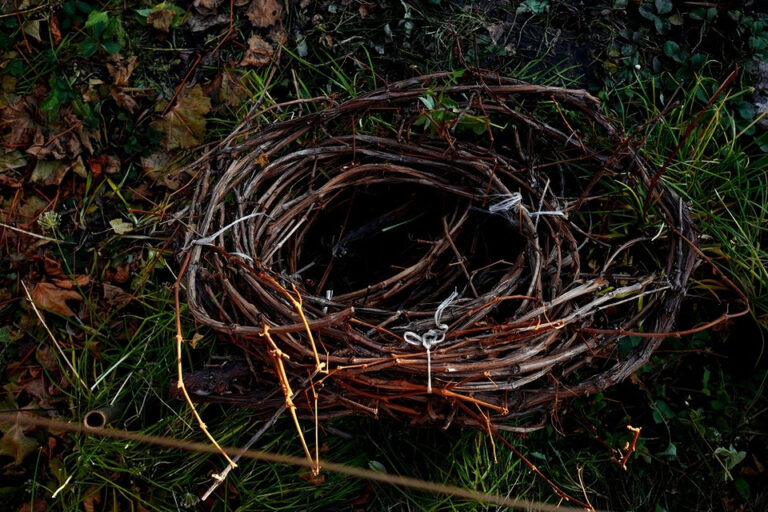 Як правильно вкрити виноград на зиму: поради для щедрого врожаю — Укриття винограду на зиму