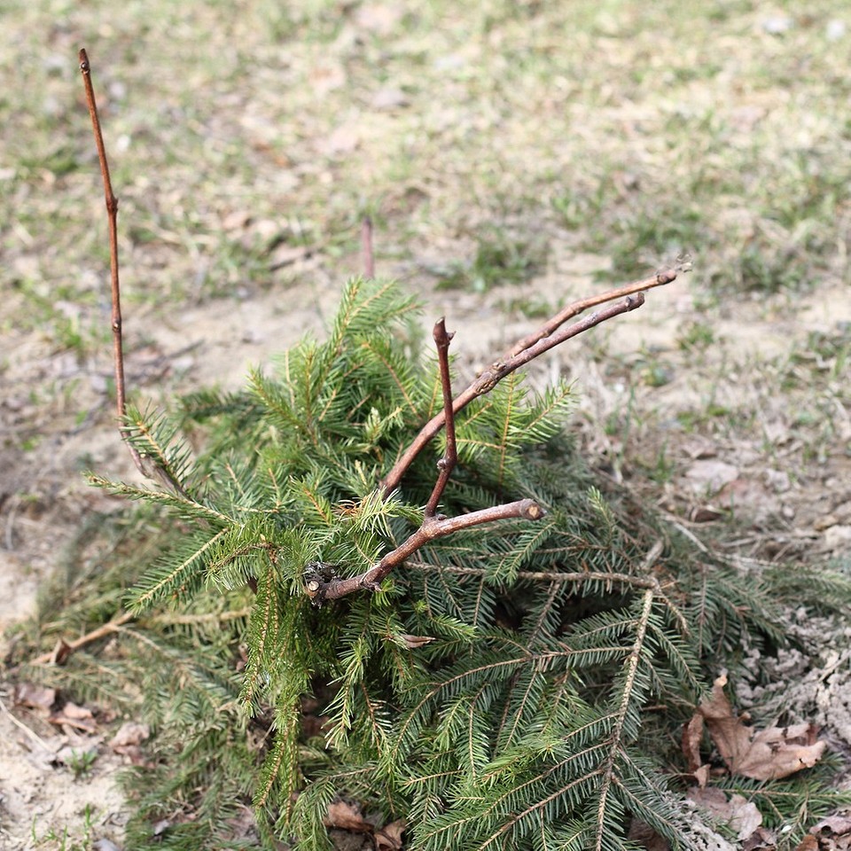 Укриття винограду на зиму: поради та рекомендовані терміни для захисту від морозу