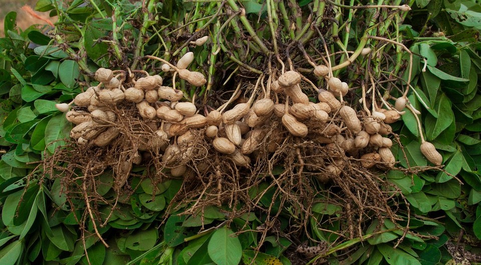 Вирощування арахісу в домашніх умовах: інструкція для щедрого врожаю, арахіс на городі