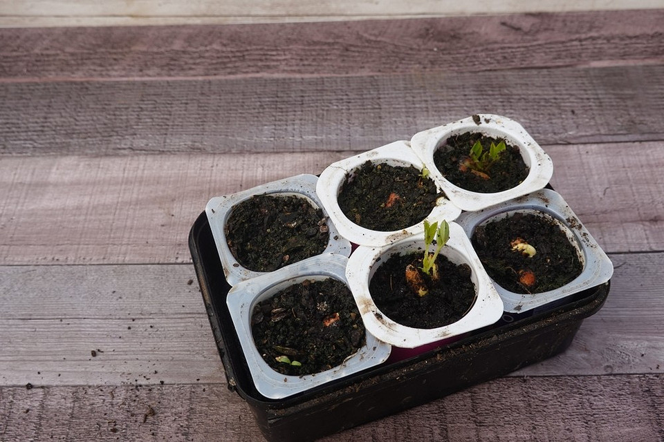 Як виростити арахіс на дачі: інструкція для тих, кому набридли звичайні грядки, рослини