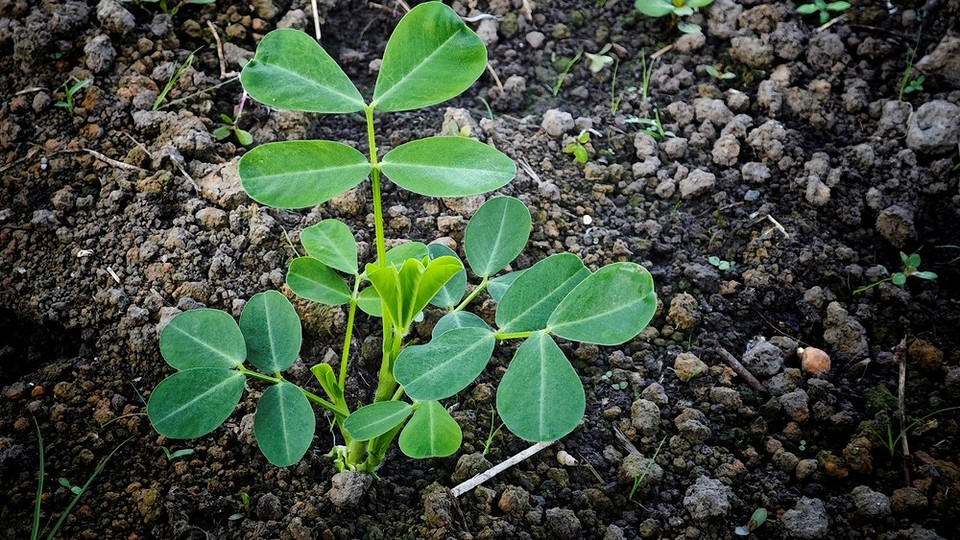 Вирощування арахісу в домашніх умовах: догляд за рослинами та полив для гарного врожаю