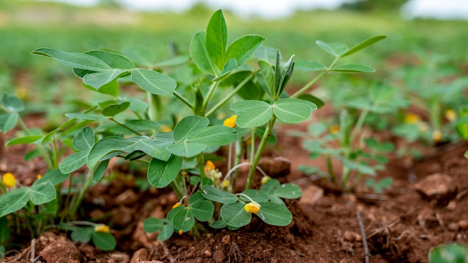 Вирощування арахісу вдома: процеси цвітіння та геокарпії для отримання плодів