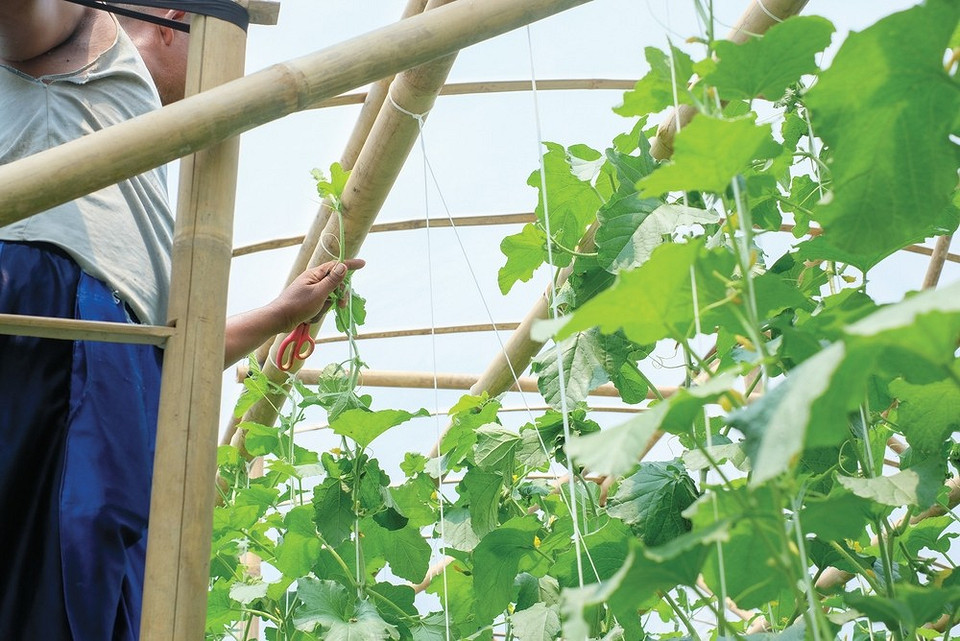 Вирощування дині в теплиці: захист від хвороб та шкідників