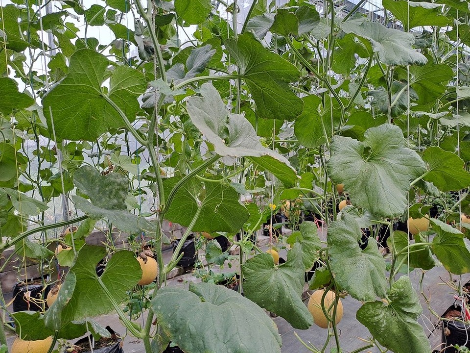 Вирощування дині в полікарбонатній теплиці: поради по догляду