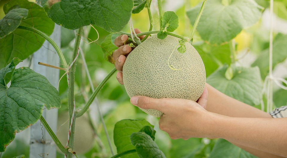 Вирощування дині в теплиці: вибір сорту для щедрого врожаю
