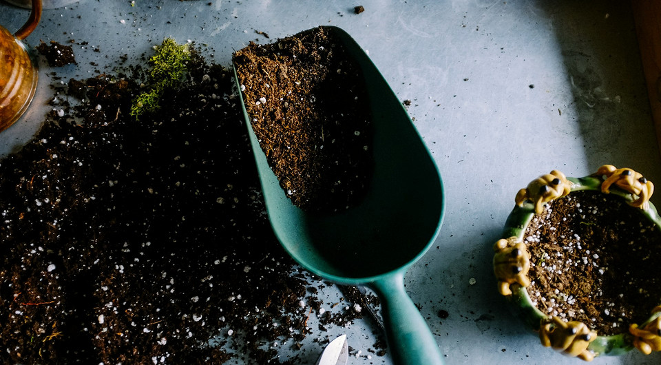 Вибір ґрунту для розсади: оптимальний склад та критерії вибору поживної землі