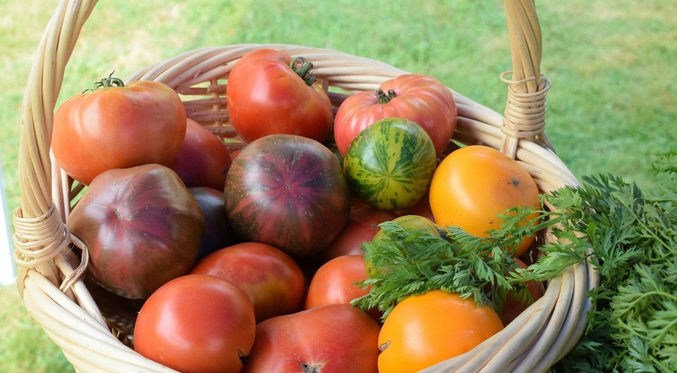 Найбільш урожайні сорти помідорів 2026 року для відкритого ґрунту, стійкі до хвороб.