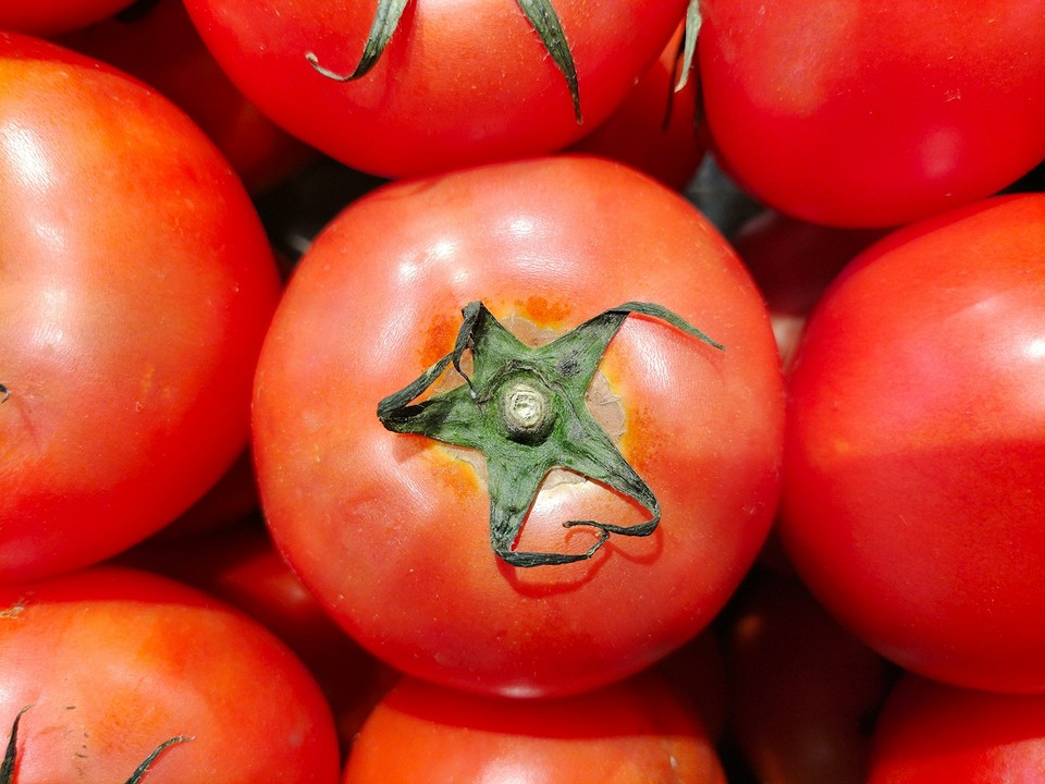 Огляд найурожайніших сортів помідорів для відкритого ґрунту, великі та соковиті плоди.