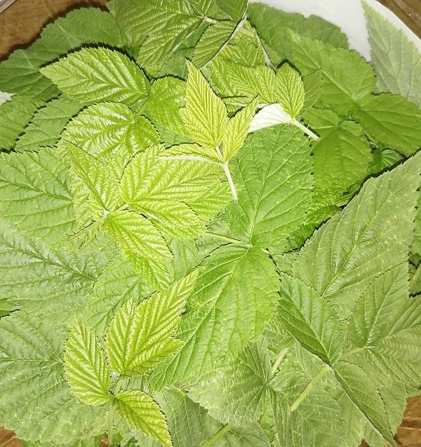 Готовий чай з ферментованого листя малини для підтримки імунітету