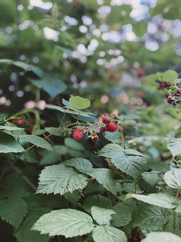 Процес ферментації листя малини для приготування смачного і корисного чаю