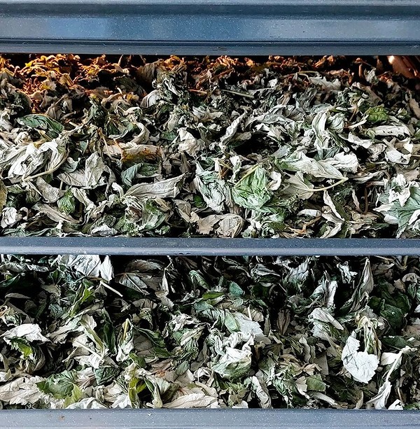 Заготівля листя малини влітку для чаю: найкращий час збору