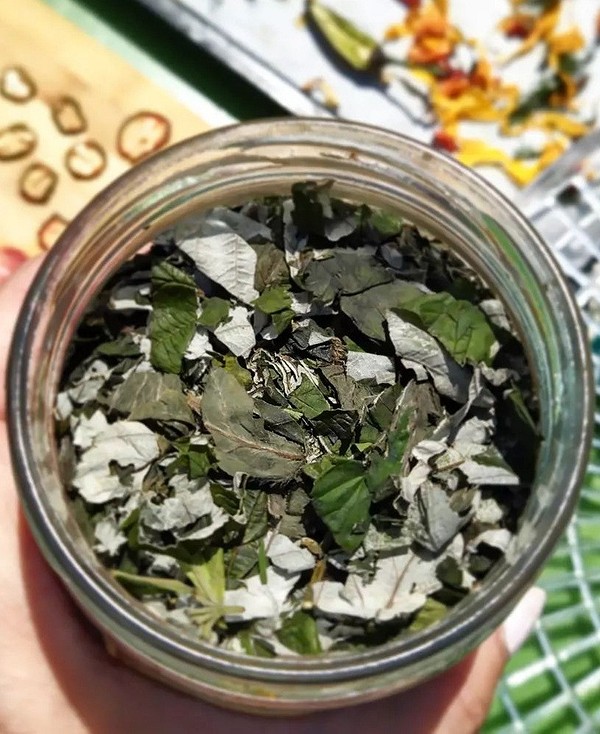 Сушене листя малини: правильне зберігання для збереження корисних властивостей