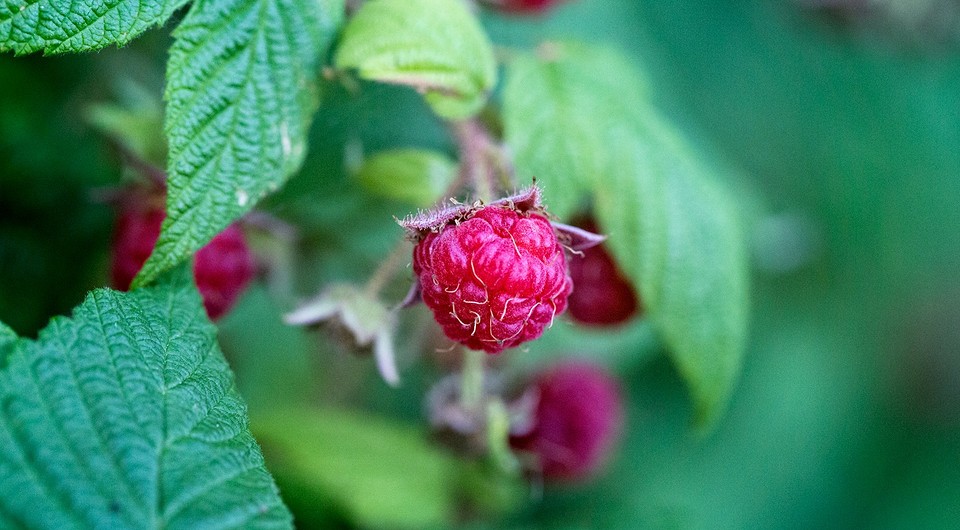 Збір листя малини: підготовка до ферментації та сушіння для чаю