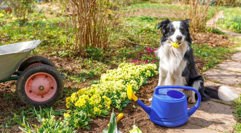 Найкращий варіант: — Коли поливати город в 2026