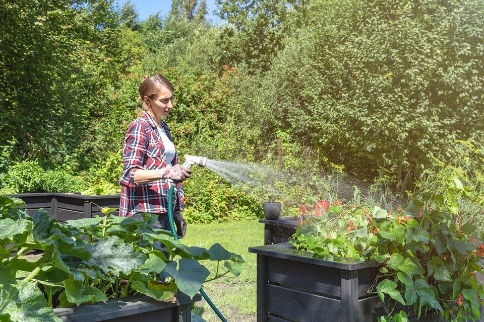 Правильний полив городу: поради для ефективного зволоження рослин для щедрого врожаю у 2026 році