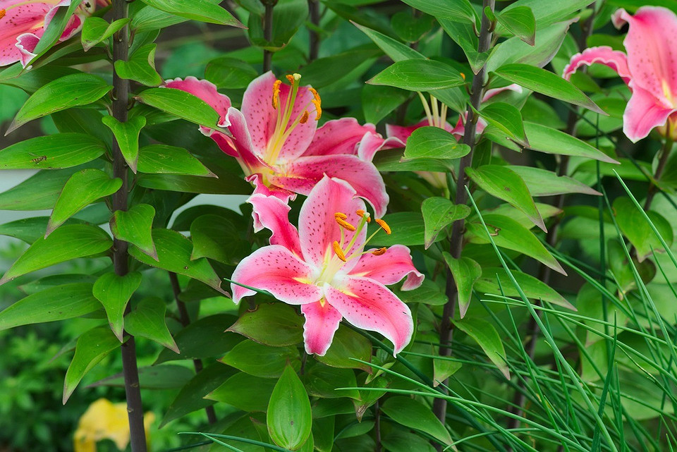 Догляд за ліліями після цвітіння: підготовка до пересадки та зимівлі рослин.