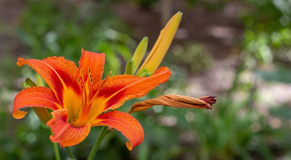 Пересадка лілій: поради експертів для пишного цвітіння у вашому саду.