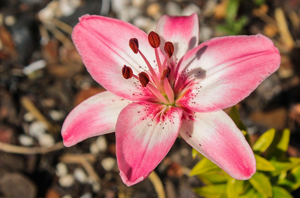 Осіння пересадка лілій: як забезпечити здоровий ріст та цвітіння наступного року.