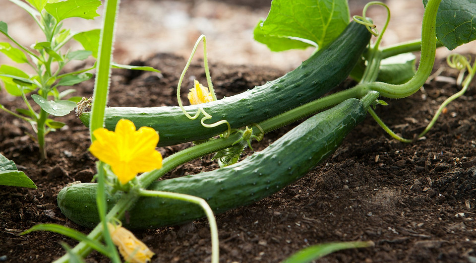 Календар посіву огірків у квітні 2025 року для вирощування розсади в Україні.