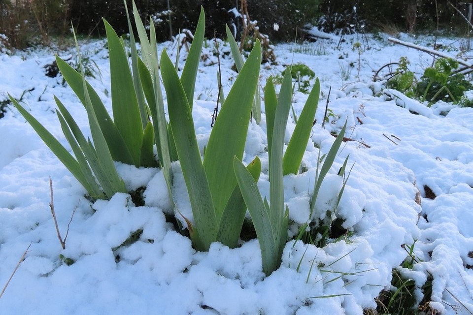 Поради щодо обрізки ірисів восени 2026: захист кореневої системи від загнивання.