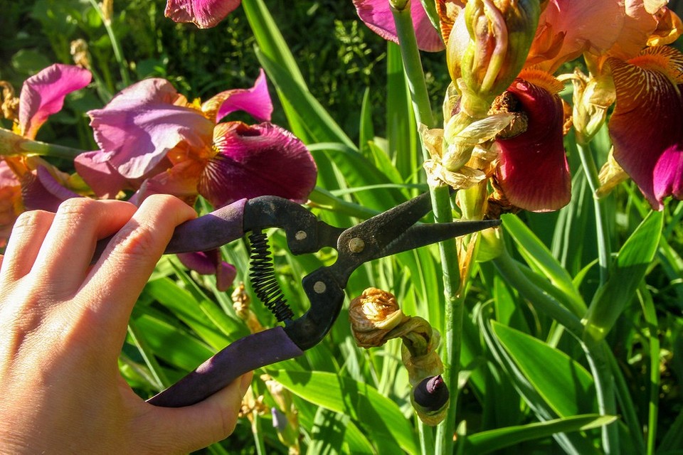 Осіння обрізка ірисів у 2026 році: інструменти та техніка для правильного догляду.