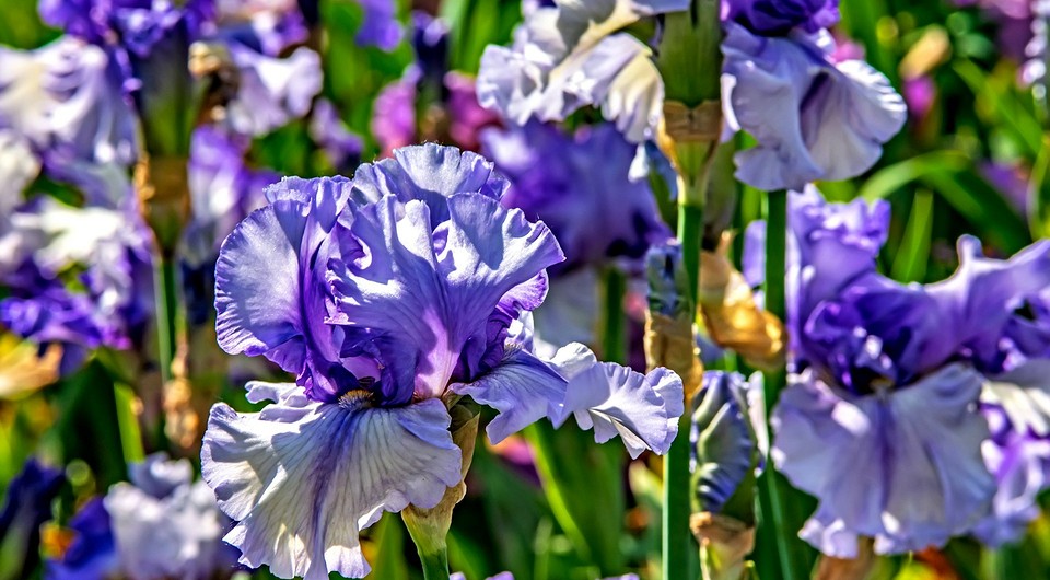 Осіння обрізка ірисів: підготовка до зими для пишного цвітіння у 2026 році.