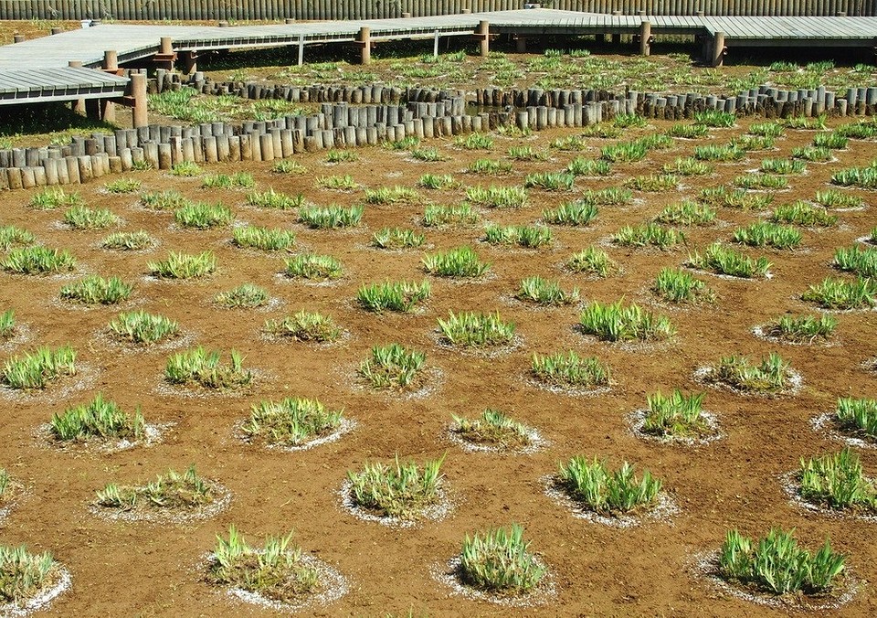 Догляд за ірисами восени: обрізка листя для стимуляції росту та цвітіння у 2026.