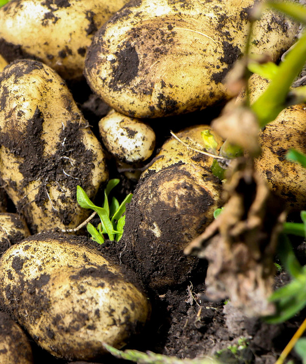 Органічне землеробство восени: використання сидератів та компосту при перекопуванні городу.