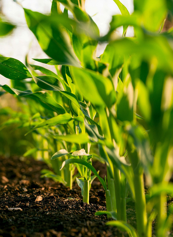 Підготовка ґрунту до зими: важливість осіннього перекопування для багатого врожаю 2026.