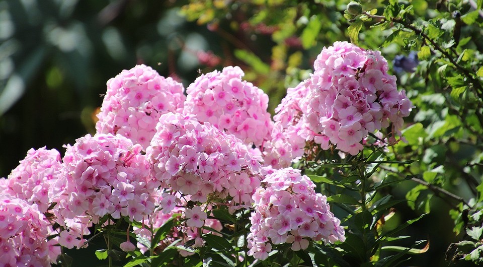 Пересадка флоксів восени: підготовка до пересадки для пишного цвітіння навесні.