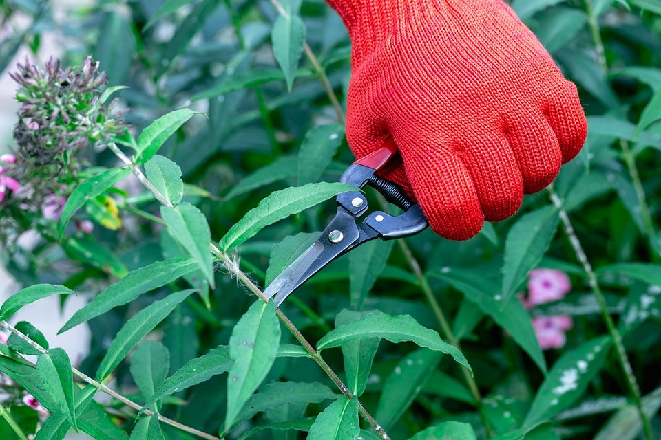 Інструменти для пересадки флоксів: лопата, садова вилка та інші необхідні речі.