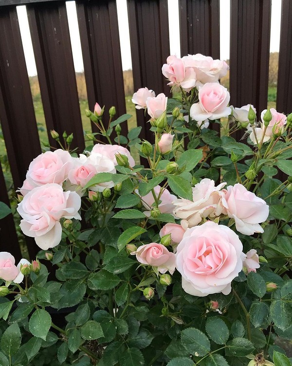 Троянди: коли пересаджувати восени 2026 для пишного цвітіння? — Коли пересаджувати троянди восени