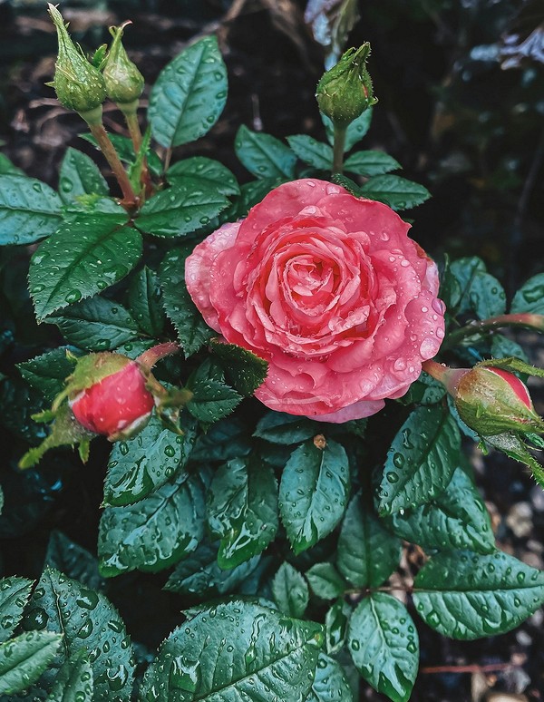 Пересадка троянди восени Жінка пересаджує троянду восени, готуючи її до нового місця в саду