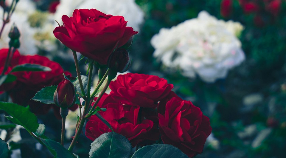 Пересадка троянд восени Осінній сад, де ідеальний час для пересадки троянд, королеви саду