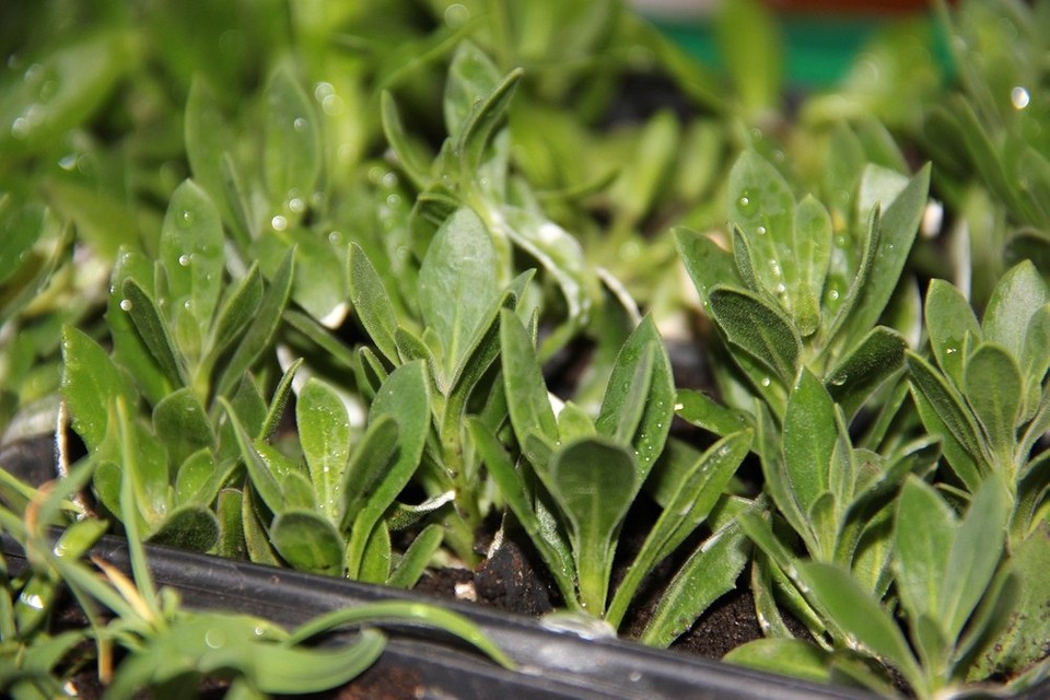 Вирощування остеоспермуму: посів на розсаду для тривалого цвітіння протягом всього літа