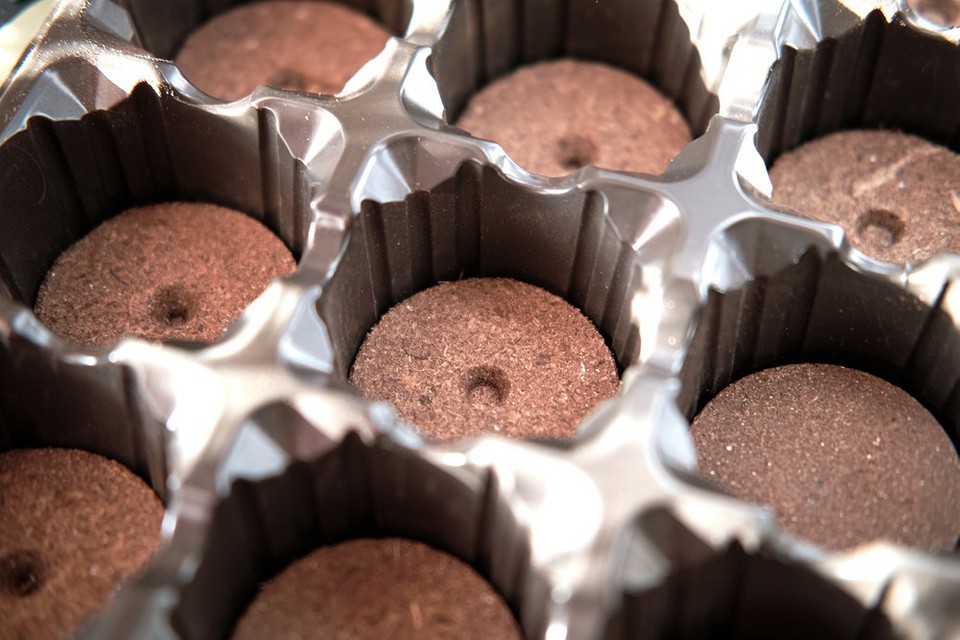 Остеоспермум: оптимальний час для посіву на розсаду, щоб отримати квітучий сад