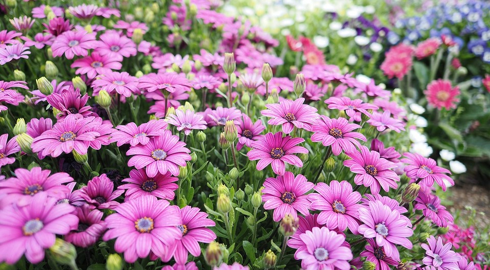 Вирощування остеоспермуму з насіння: поради щодо посіву на розсаду для яскравого цвітіння